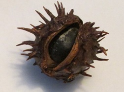 ChestnutShellBrnOpening