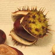 ChestnutShellGrnOpening