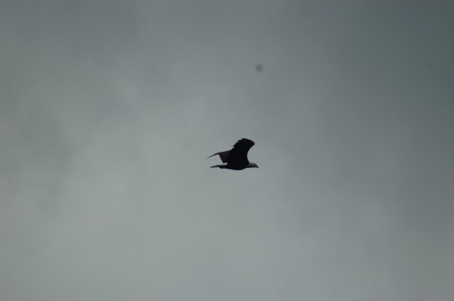 eagle4