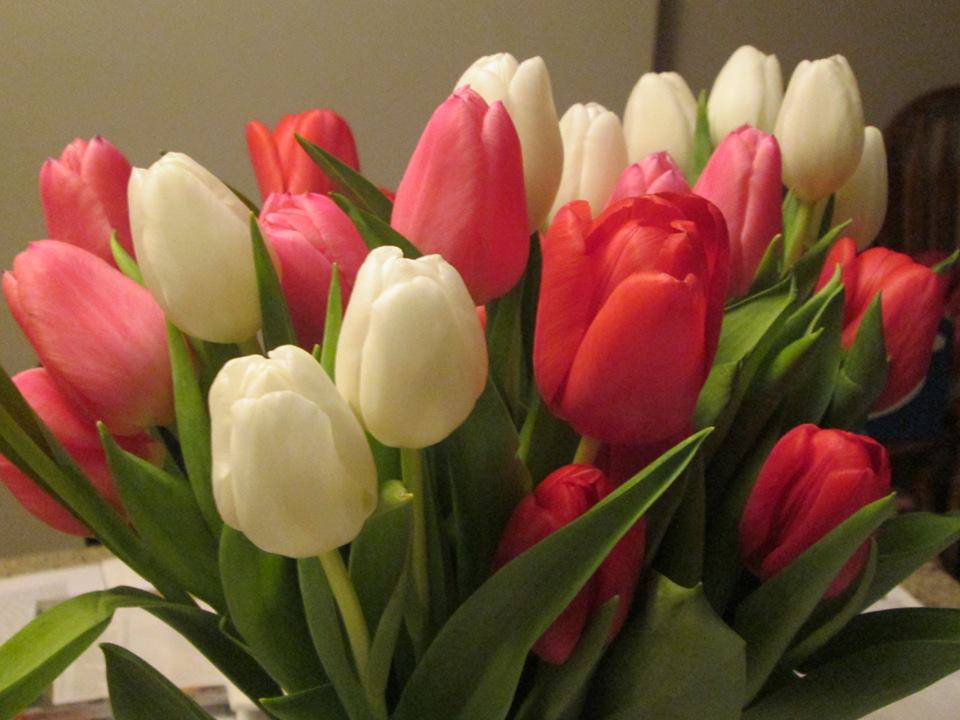 TulipsFeb
