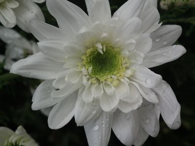 A_White_Chrysanthemum