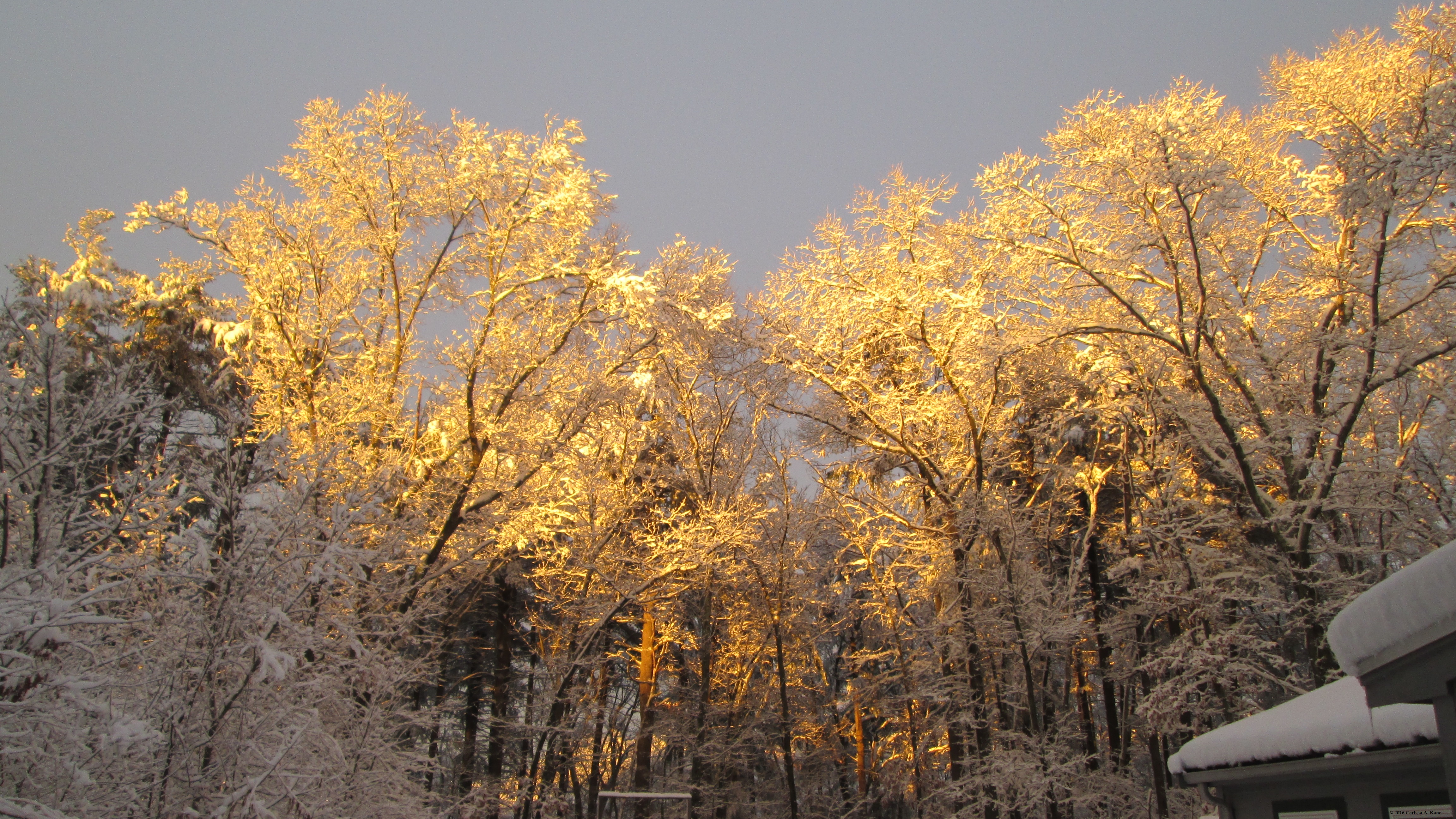2SnowCoveredTreesAtSunset