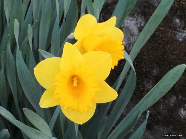 5DaffodilClose
