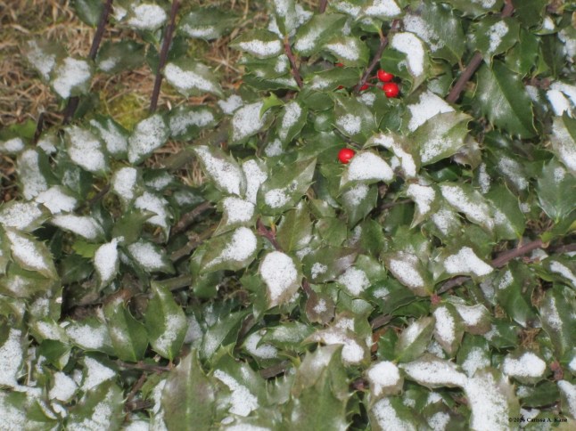 9SnowOnHollyBush