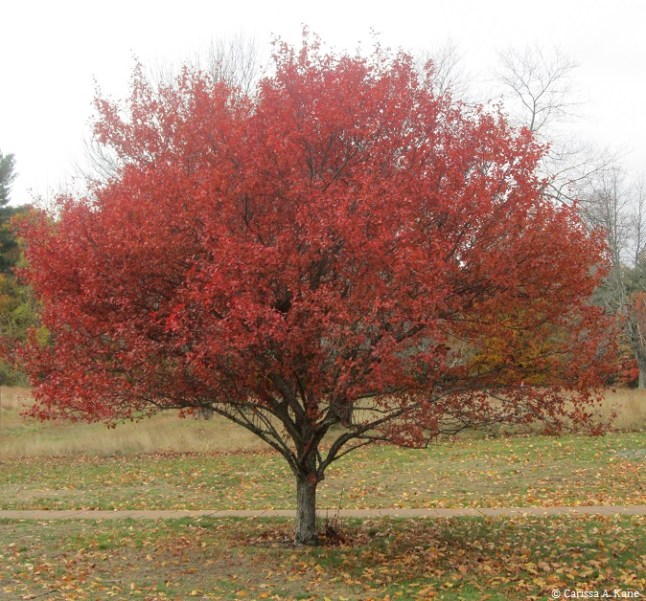 redtree_deliverer