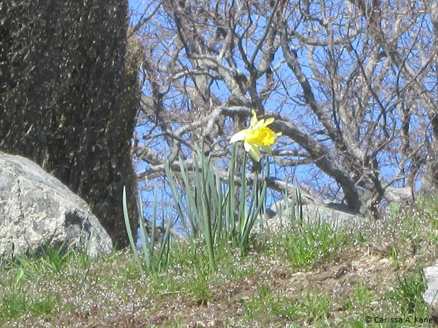 DaffodilRoomToGrow
