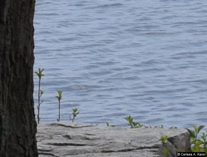 MassapoagRockPlantsWater