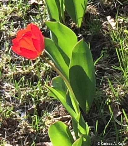 Tulip