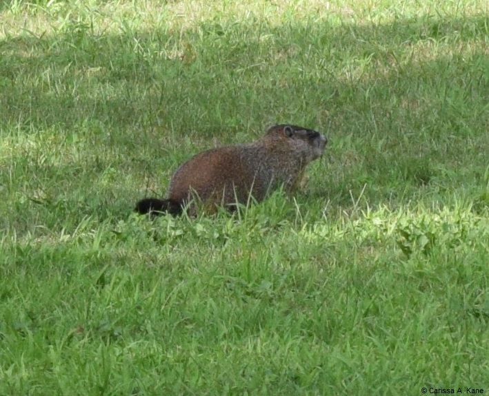 10_Woodchuck