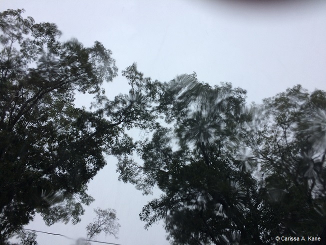 TreesInTheRain