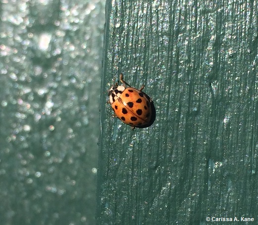 LadyBug