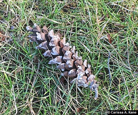 PineCone