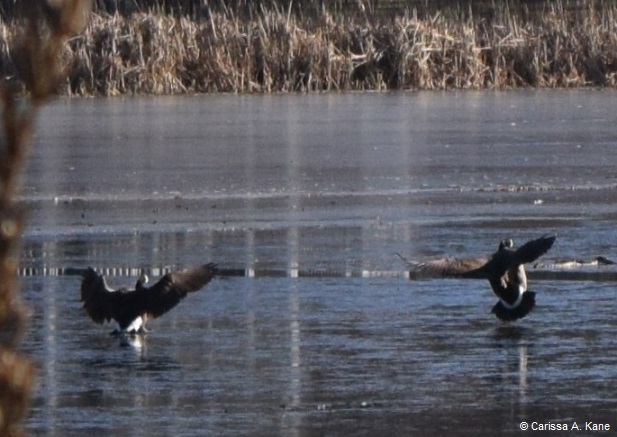 DanceToTheLifeAroundYou