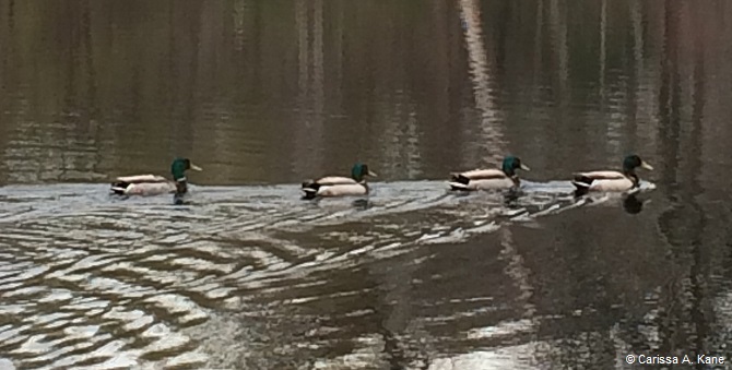 Mallards