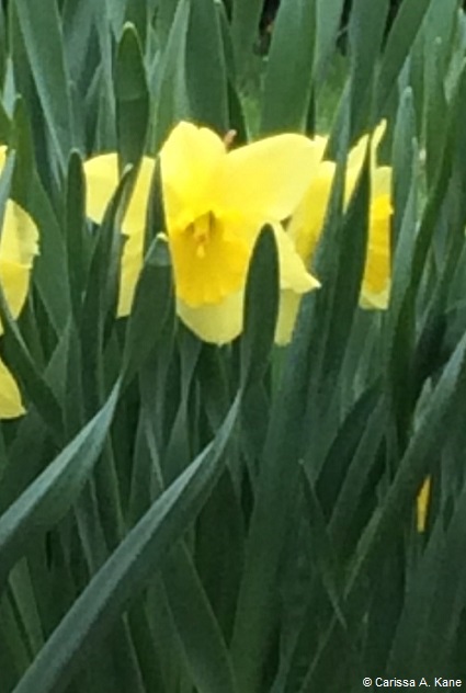Daffodils