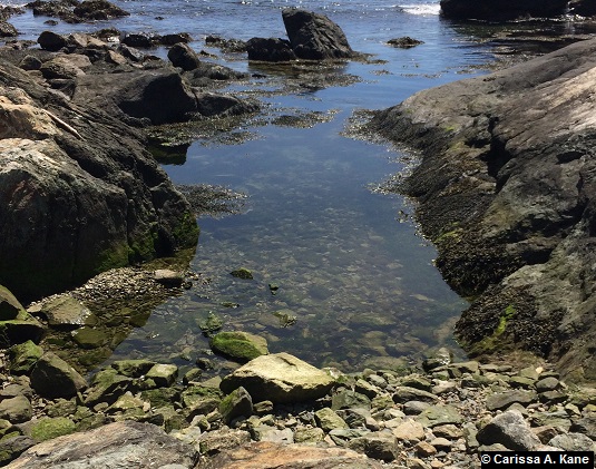 TidalPool