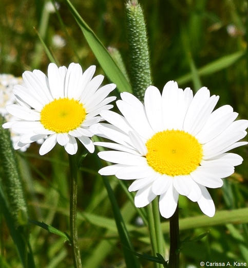 2Daisy