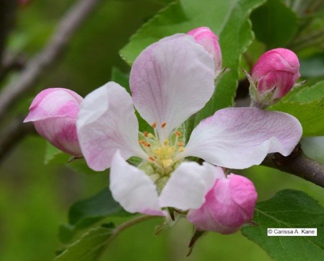 Apple Tree Flower Blossoms