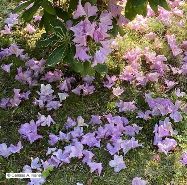 Flowers on the ground