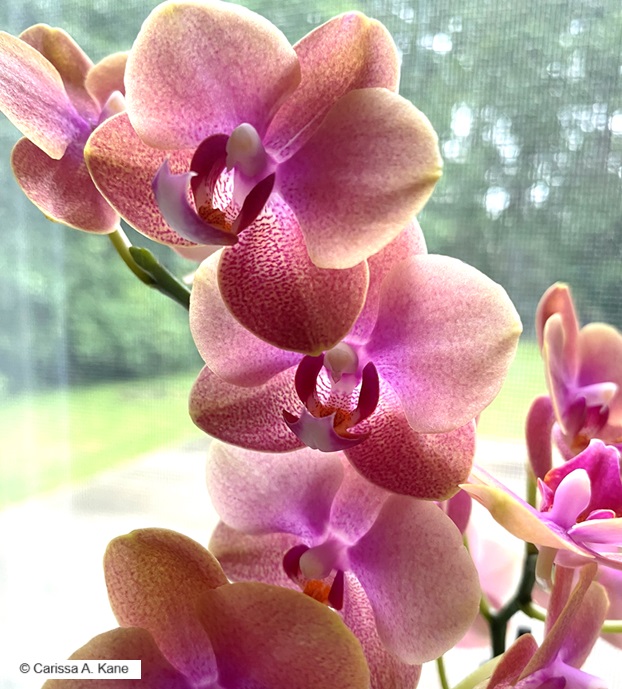 Orchids