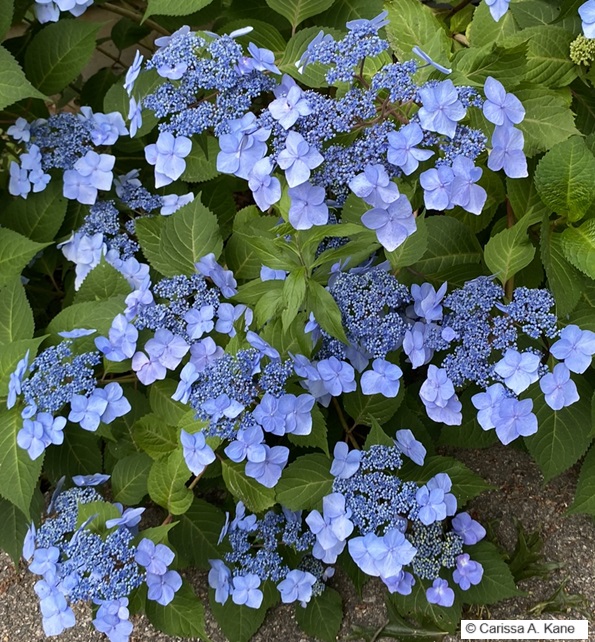 Violet Hydrangeas