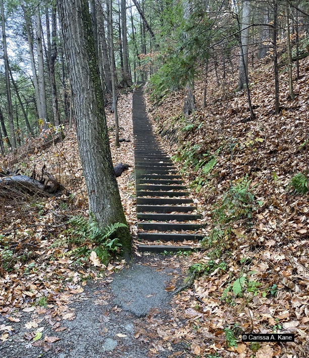 Stairs on a nature trial