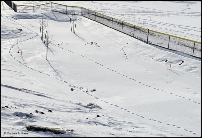 Various tracks in the snow