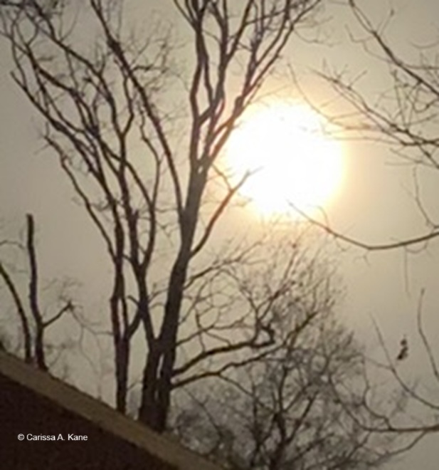 The moon shining bright and full through the trees