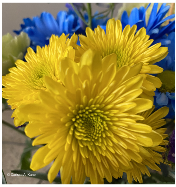 Yellow flowers representing hope