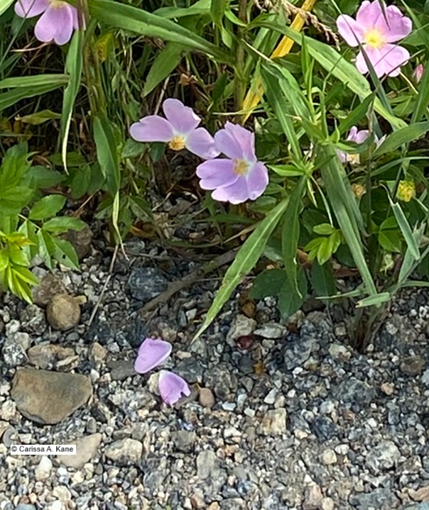 Purple flowers among weeds
