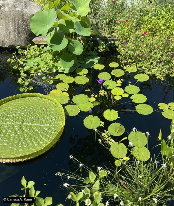 Lilypads