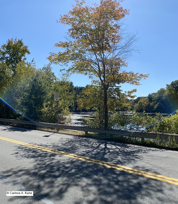 A tree and it's shadow, among many trees