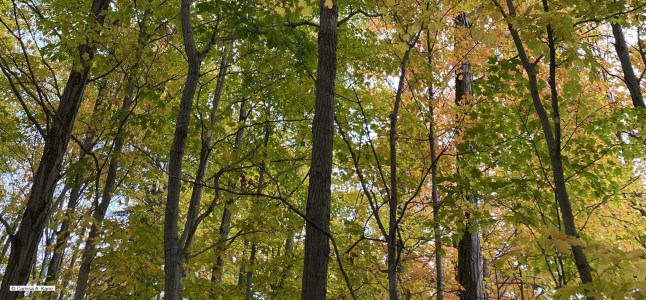 Looking straight ahead into a forest.