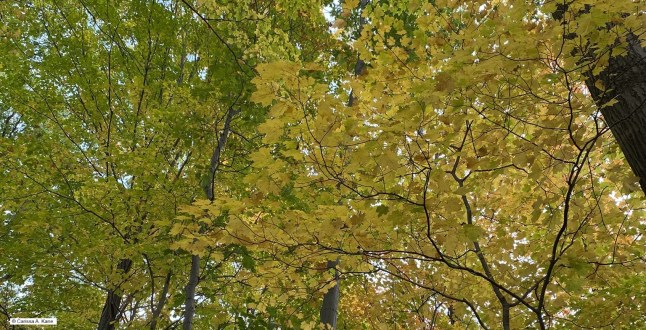 Forest - looking up at leaves
