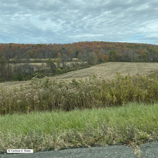 scenic pasture and sky