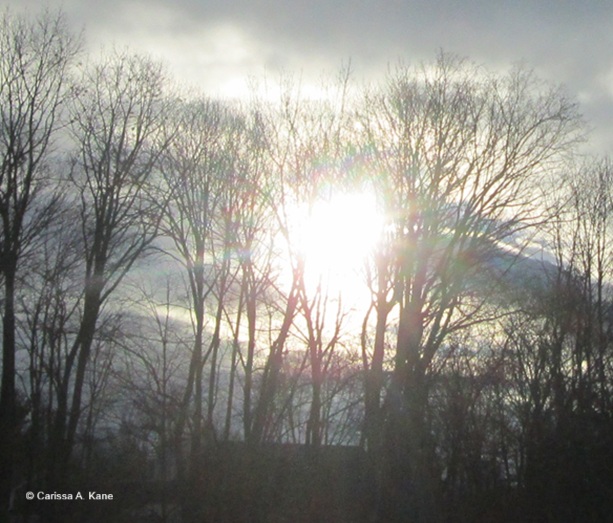 The sun through the bare trees