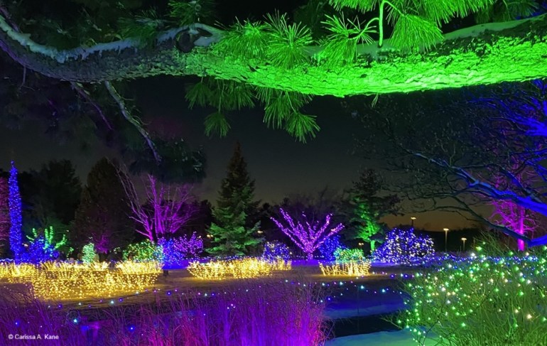 Christmas Lighted gardens