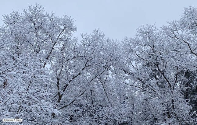 Snow covered branches