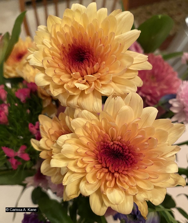 Two yellow flowers in full bloom