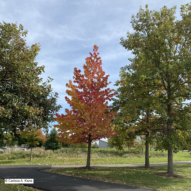 Orange Red Tree surrounded by green